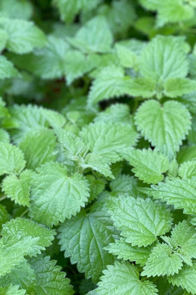 Bienfaits de l’ortie pour la santé, conseils et idées recettes