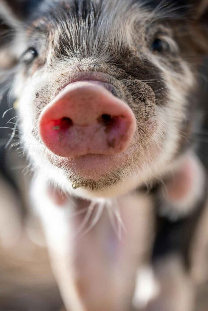 Véganisme _ Pourquoi devenir vegan