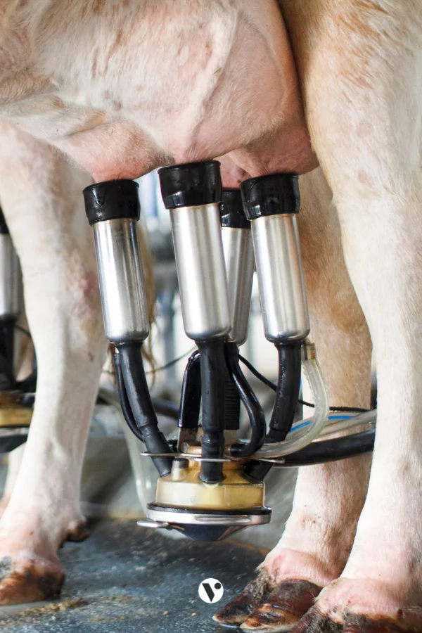 le probleme avec le lait le fromage