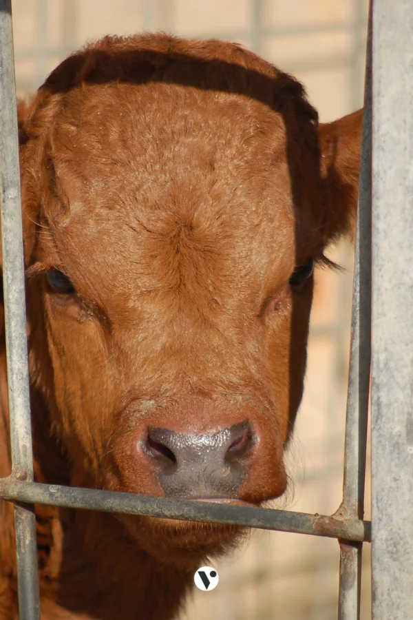 pourquoi arreter le lait le fromage ethique animale vegan